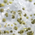 Mold spores on a white surface, illustrating the potential indoor air quality issue related to mold growth in air ducts.